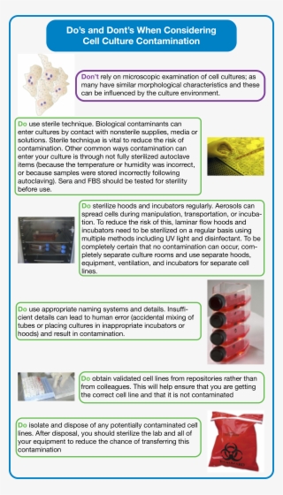 Do's And Dont's Of Cell Culture - Animal