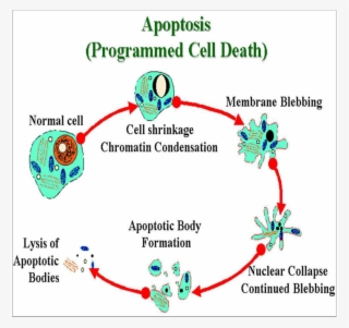 The Animal Cell Is Unique Because It Has The Self-destruct - Cell Apoptosis