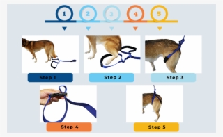 instructions of walkin' rear support dog leash - dog licks