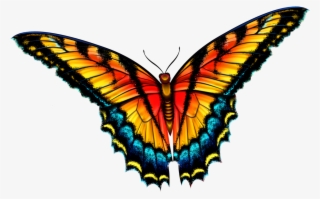 Butterfly - Spirit Animal Cards Colette Baron Reid
