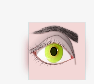 Female Eye And Eyebrow Clip Art At - Clip Art