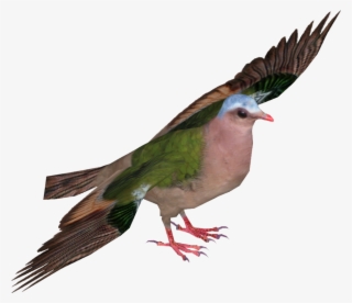 Green Winged Pigeon - Stock Dove