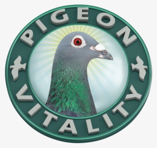 Vitality Pigeon