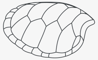 Turtle Shell Png - Draw A Turtle Shell