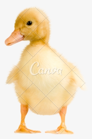 Cute Duckling Photos By Canva - Goose