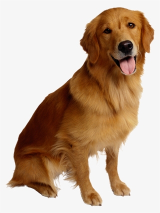 Golden Retriever Puppies - Dog Png