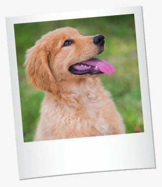Houston Dog Ranch Puppy Services - Golden Retriever