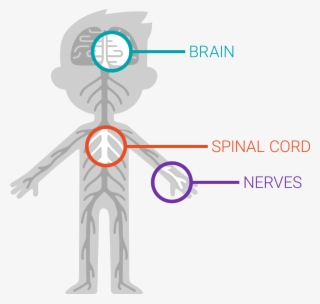 The Nervous System - Graphic Design