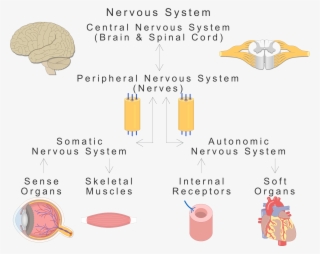 An Image Showing The Basic Types Of The Nervous System - Nervous System Organs