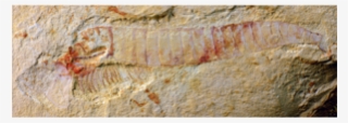 scientists find 'exquisite' 515 million year old fossilized - c kunmingensis