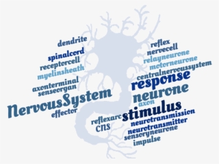 Nervous System Crossword - Graphic Design