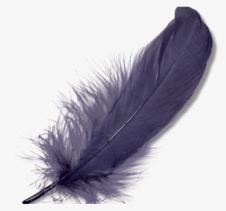 Feather Clipart Transparent Background - Feather Png
