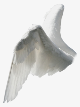 Wings Sticker - Side View Angel Wing Png