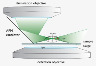To Reduce Out Of Focus Fluorescence We Developed Reflected - Lightsheet Microscopy