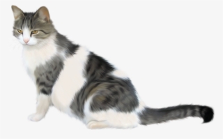 Фотки Gatos, Gatos Y Gatitos, Animales, Google, Polyvore, - Kedi Png