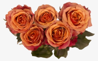 Watercolor Royalty Free Roses Png - Garden Roses