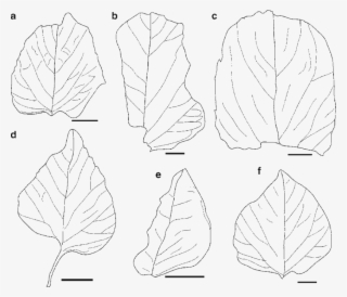3 Drawings Of Leaves In Figs - Line Art