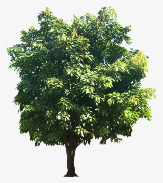 Ficus Infectoria Or Virens - Ficus Religiosa Png