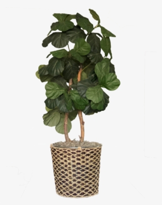 4ft Fig Tree In A Blond And Mocha Wicker Basket