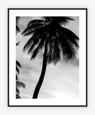 Home/nature/just Another Palm Tree - Attalea Speciosa