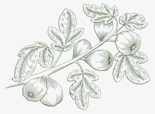 A Traditional Way Of Cultivation, Reliable Family Recipe, - Fig Plant Illustration