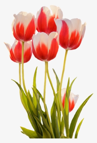 Tulip Merah Musim Semi Bunga - Gambar Bunga Tulip Mekar