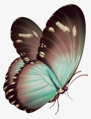 Borboletas😍❤ Sticker - Blue Butterfly Invisible Background