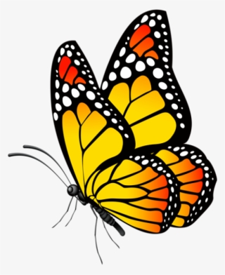 Borboletas Borboleta Tons De Laranja E Preto Png - Butterfly Clipart