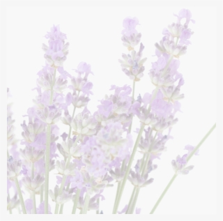 We're Told That The Greeks And The Romans Used Lavender - English Lavender