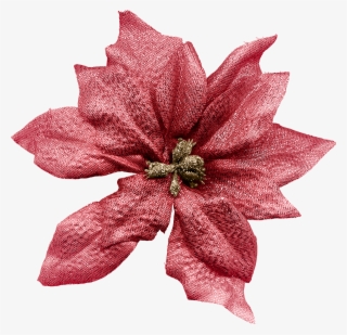 B *✿*holly Jolly Christmas - Poinsettia