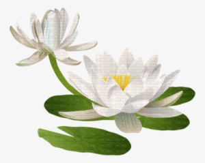 Water Lily Lily Pad - Water Lilies Clipart