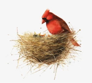 Bird Painting Drawing Illustration - Bird Nest Illustration