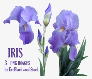 Visit - Flores Iris Png