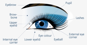 Eyes Generalities The Art - Eye