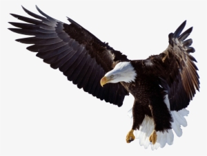 Eagle Wings Logo Png