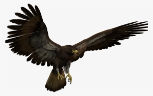 Black Eagle Flying