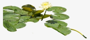 Water Lily Png Hd - Water Lilies Png