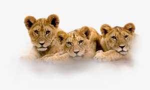 3 Lion Cubs - Lion Cubs Photo Clock