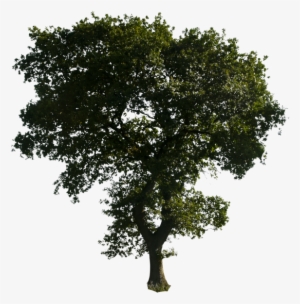 Trees In Png Format - Tree Png No Background