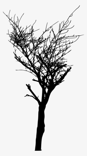 Bare Tree Branch Png - Portable Network Graphics