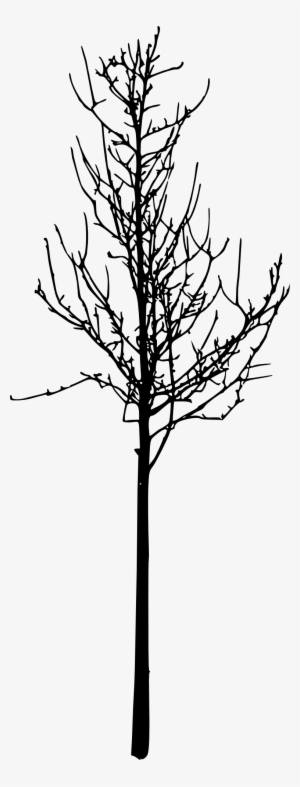 12 Simple Bare Tree Silhouettes - Portable Network Graphics