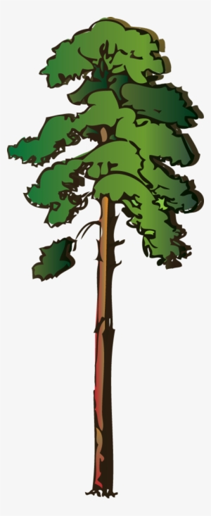 Acacia Tree Clip Art - Red Wood Tree Clipart