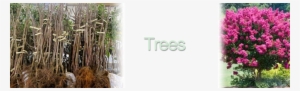 Bareroot Trees - 5 Privet Bare Root