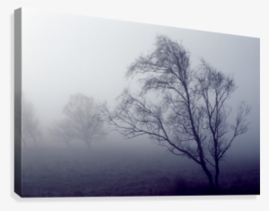 Bare Trees In Thick Fog, Peak District National Park,