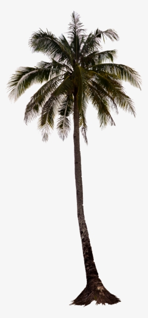 Palm Tree Png, Palm Trees, Tree Render, Photoshop, - Palm Tree Photoshop Coconut