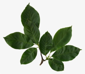Leaves Images Pluspng Filemagnolia - Magnolia Leaves Png