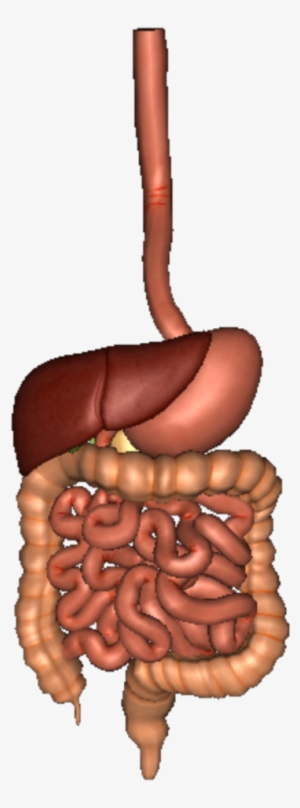 Human Digestive System - Human Digestive System Png