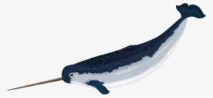 Narwhal Whale Clipart - Narwhal