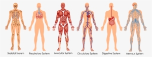 Functional Integrative Spinal Correction - Organ System Of Human Body