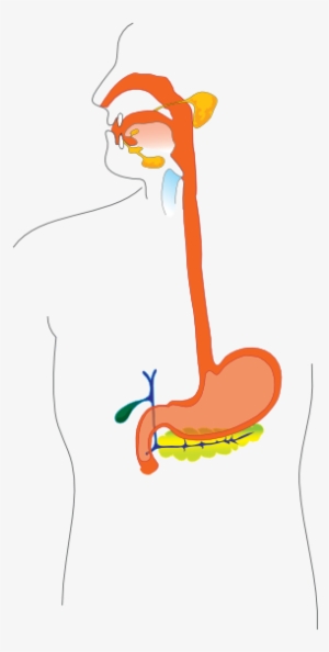 esophagus and stomach cartoon